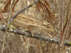 Trioceros bitaeniatus