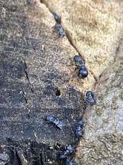Cephalotes pusillus
