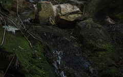 Carduelis carduelis