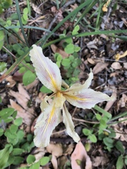 Iris fernaldii