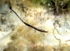 Mitotichthys meraculus