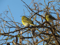 Crithagra dorsostriata