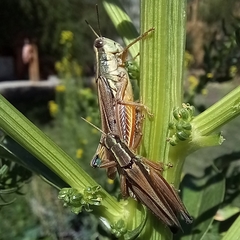 Dichroplus elongatus
