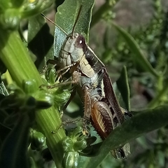 Dichroplus elongatus