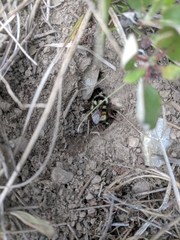 Bombus bifarius