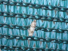 Epinotia thapsiana