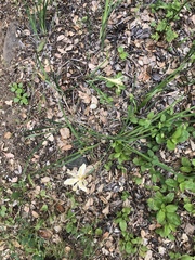 Iris fernaldii