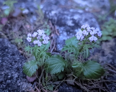 Centranthus calcitrapae