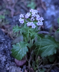 Centranthus calcitrapae