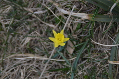 Narcissus minor asturiensis
