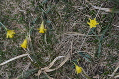 Narcissus minor asturiensis