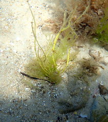 Mitotichthys meraculus