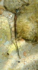 Mitotichthys meraculus