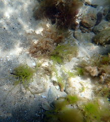 Mitotichthys meraculus