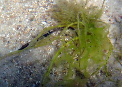 Mitotichthys meraculus