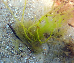 Mitotichthys meraculus