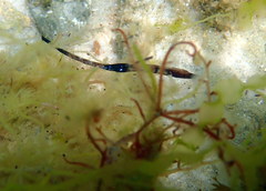 Mitotichthys meraculus