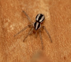 Cesonia trivittata