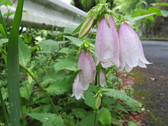 Campanula punctata punctata