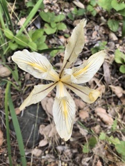 Iris fernaldii