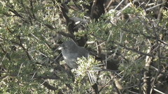 Curruca subcoerulea subcoerulea