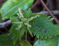 Urtica membranacea