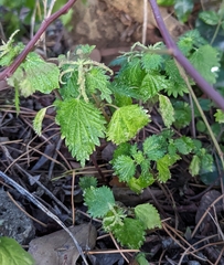 Urtica membranacea