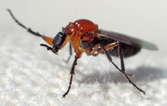 Dilophus occipitalis