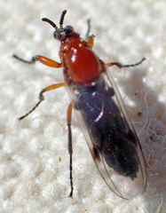 Dilophus occipitalis