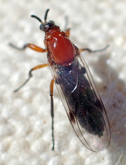 Dilophus occipitalis