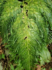 Selaginella delicatula