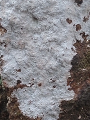 Phlyctis petraea