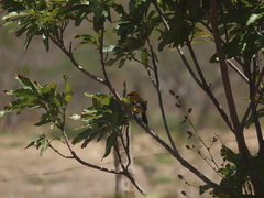 Icterus nigrogularis