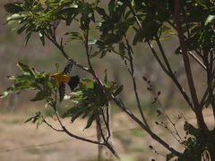 Icterus nigrogularis