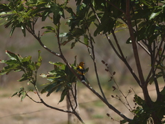 Icterus nigrogularis