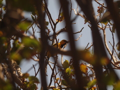 Icterus nigrogularis