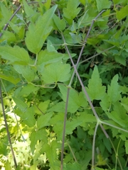 Clematis pauciflora