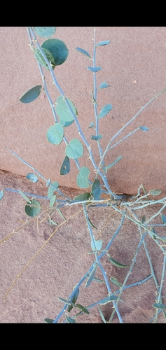 Image of Capparis aegyptia by (c) liam1294, some rights reserved (CC BY)