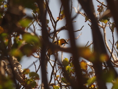 Icterus nigrogularis