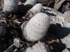 Mammillaria albilanata