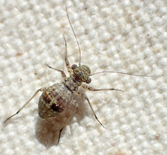 Mesopsocus immunis