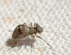 Mesopsocus immunis