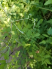 Clematis pauciflora