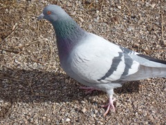 Columba livia domestica