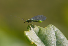 Hypochrysa elegans