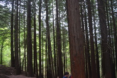 Sequoia sempervirens