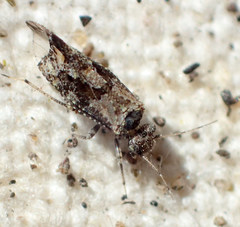 Myopsocidae