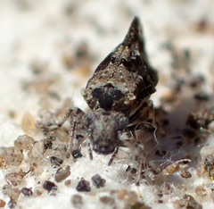 Myopsocidae