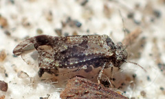 Myopsocidae