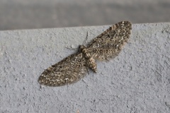 Eupithecia annulata
